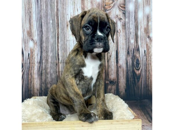 Boxer DOG Female Brindle 17328 Petland Fairfield, Ohio