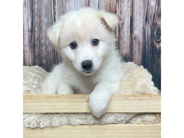 Huskimo DOG Male Cream 17327 Petland Fairfield, Ohio