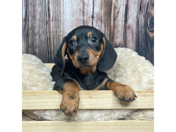 Dachshund DOG Male Black/Tan 17326 Petland Fairfield, Ohio