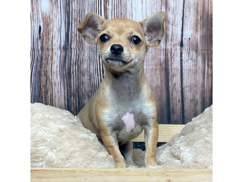 Chihuahua Puppy Tan ID:17323 Located at Petland Fairfield, Ohio
