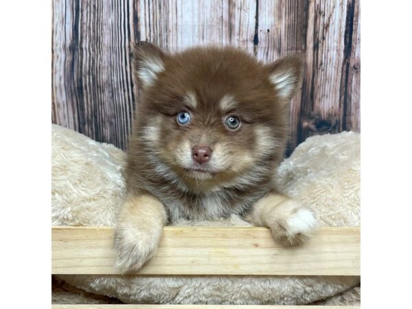 Pomsky DOG Female Chocolate/Tan 17322 Petland Fairfield, Ohio