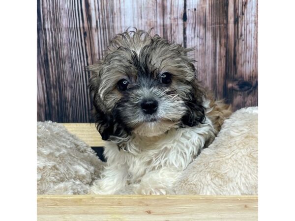 Teddy Bear DOG Female Brown/White 17321 Petland Fairfield, Ohio