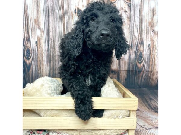 Goldendoodle 3rd Gen-DOG-Female-Black-17342-Petland Fairfield, Ohio