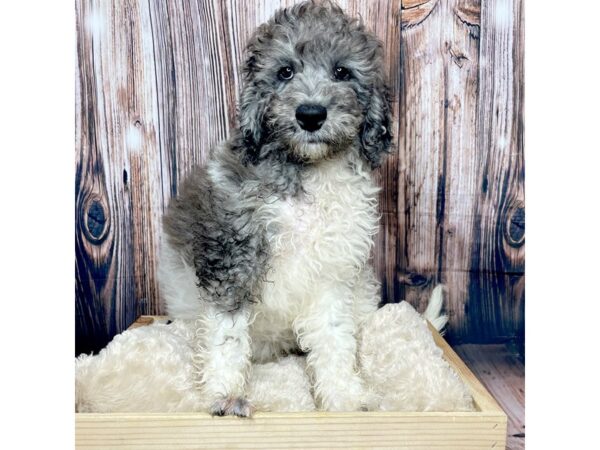 Goldendoodle 3rd Gen-DOG-Female-White/Grey-17341-Petland Fairfield, Ohio