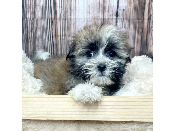 Havanese DOG Male Sable 17336 Petland Fairfield, Ohio