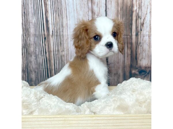 Cavalier King Charles Spaniel DOG Male Blenheim 17337 Petland Fairfield, Ohio