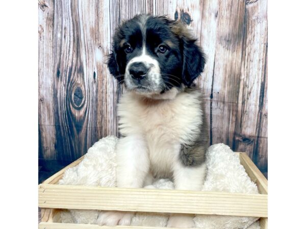 Saint Bernard DOG Female Brown / White 17340 Petland Fairfield, Ohio