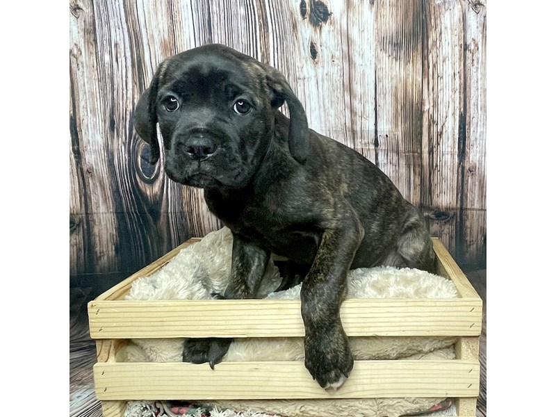 Cane Corso Puppy Brindle ID:17339 Located at Petland Fairfield, Ohio