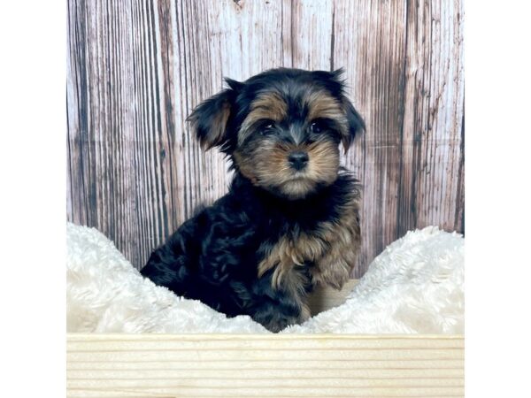 Yorkshire Terrier DOG Male Black / Tan 17338 Petland Fairfield, Ohio