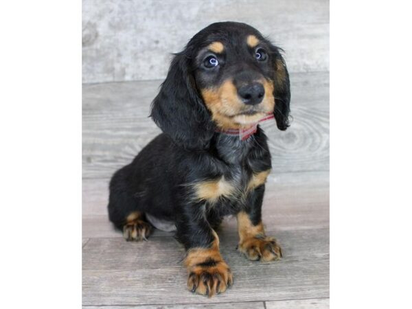 Dachshund DOG Male Black / Tan 17358 Petland Fairfield, Ohio