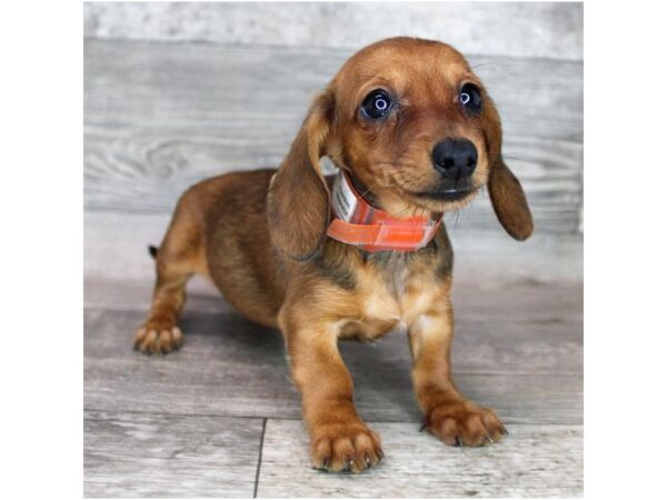 Dachshund-DOG-Female-Wild Boar-17360-Petland Fairfield, Ohio