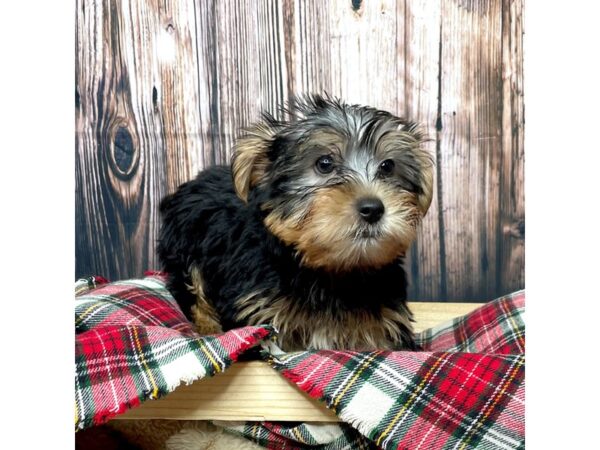 Silky Terrier DOG Male Black / Tan 17367 Petland Fairfield, Ohio