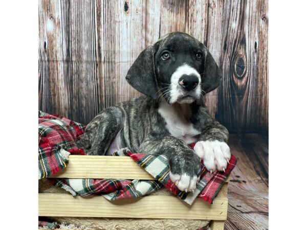 Great Dane DOG Male Brindle 17366 Petland Fairfield, Ohio