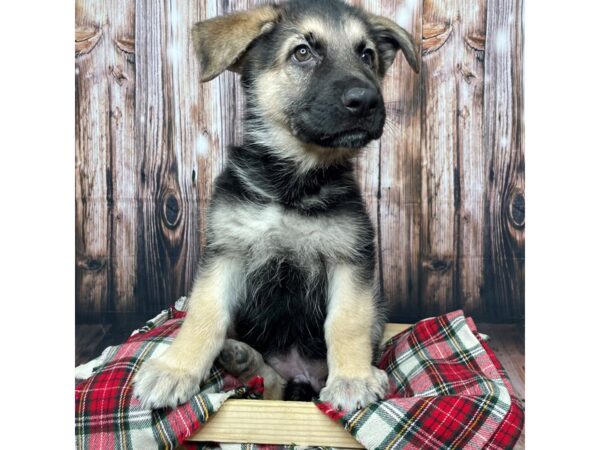 German Shepherd Dog DOG Male Black / Tan 17364 Petland Fairfield, Ohio