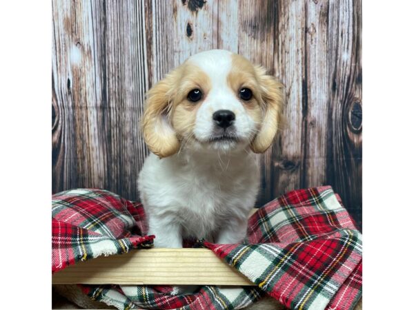 Cavamalt-DOG-Female-Red / White-17363-Petland Fairfield, Ohio