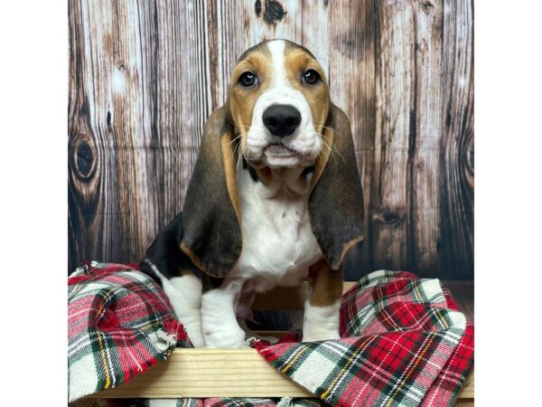 Basset Hound DOG Male Black White / Tan 17362 Petland Fairfield, Ohio