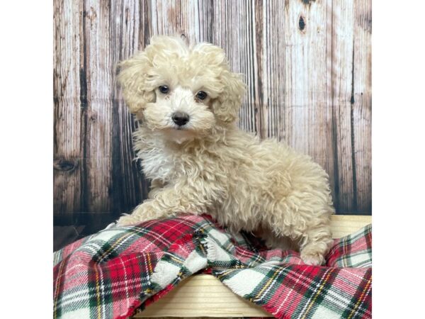 Poodle DOG Male Apricot 17361 Petland Fairfield, Ohio