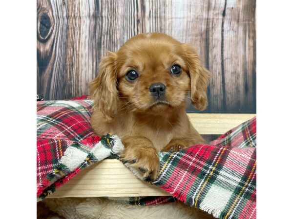 Cavalier King Charles Spaniel DOG Female Ruby 17359 Petland Fairfield, Ohio