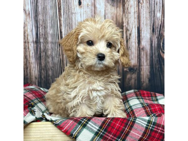 Cavapoo DOG Female Apricot 17357 Petland Fairfield, Ohio