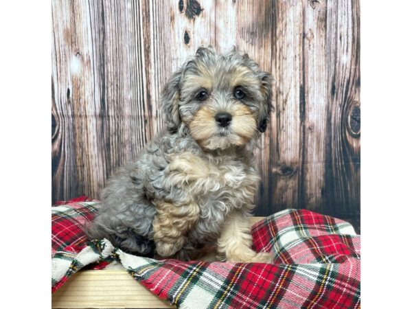 Lhasapoo-DOG-Female-Blue Merle-17356-Petland Fairfield, Ohio