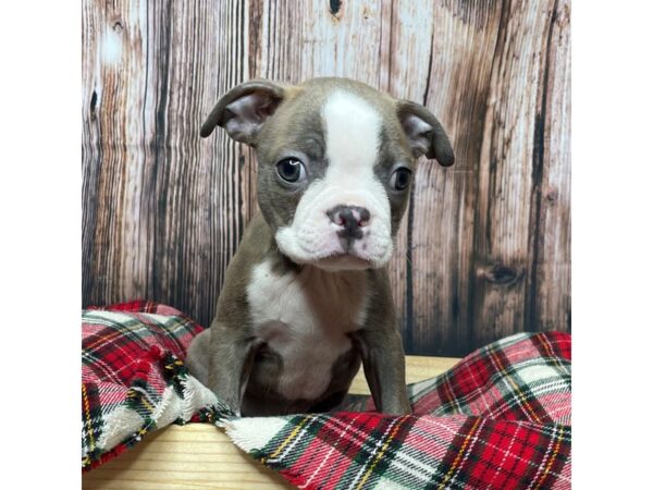 Boston Terrier DOG Male Blue / White 17355 Petland Fairfield, Ohio