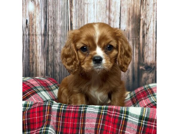 Cavalier King Charles Spaniel DOG Male Ruby 17354 Petland Fairfield, Ohio