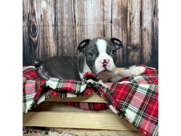 Boston Terrier DOG Male Blue / White 17353 Petland Fairfield, Ohio