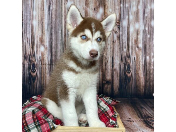 Siberian Husky DOG Male Red and White 17352 Petland Fairfield, Ohio