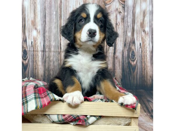 Bernese Mountain Dog DOG Male Tri Color 17350 Petland Fairfield, Ohio