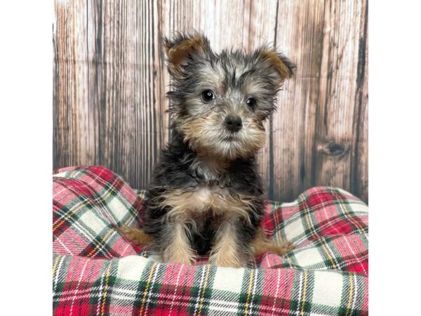 Yorkshire Terrier DOG Female Black / Tan 17348 Petland Fairfield, Ohio