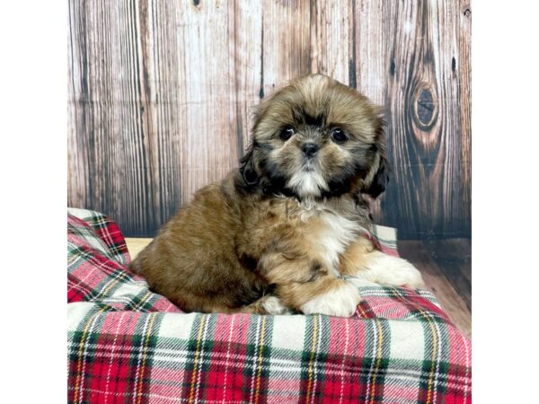 Shih Tzu DOG Male Grizzle 17346 Petland Fairfield, Ohio