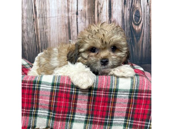 Teddy Bear DOG 17345 Petland Fairfield, Ohio