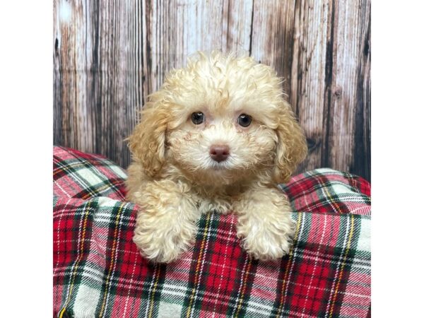 Toy Poodle-DOG---17344-Petland Fairfield, Ohio