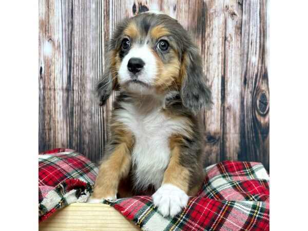 Mini Bernese Mt. Dog-DOG-Female-Blue Merle-17343-Petland Fairfield, Ohio