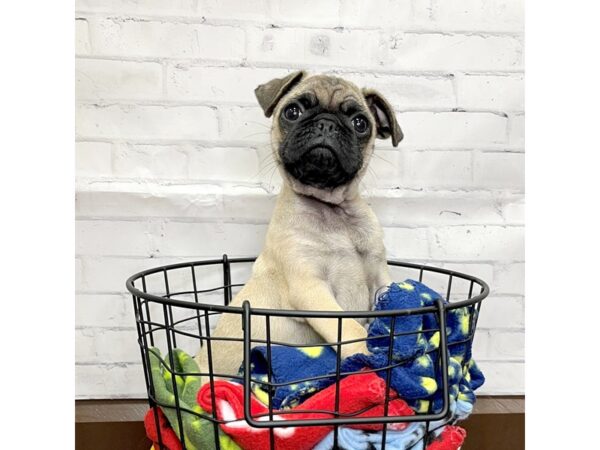 Pug DOG Male Fawn 17375 Petland Fairfield, Ohio