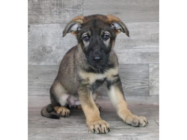 German Shepherd Dog DOG Female Sable 17389 Petland Fairfield, Ohio