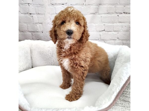 Poodle-DOG-Female-red-17411-Petland Fairfield, Ohio