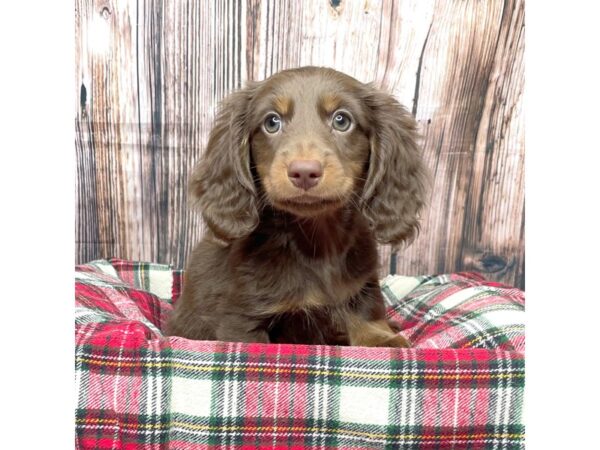 Dachshund DOG Male Chocolate / Tan 17392 Petland Fairfield, Ohio