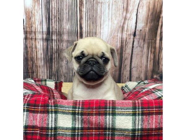 Pug DOG Male Fawn 17387 Petland Fairfield, Ohio