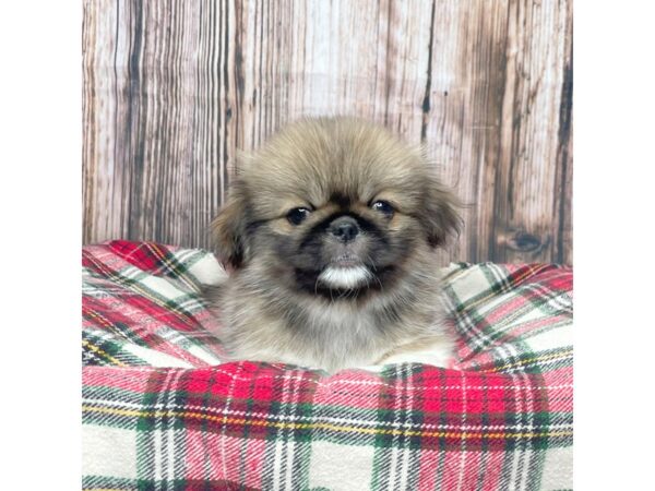 Pekingese DOG Male Brown 17369 Petland Fairfield, Ohio