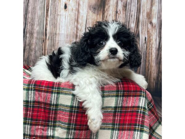 Cavachon DOG Female black and white 17370 Petland Fairfield, Ohio