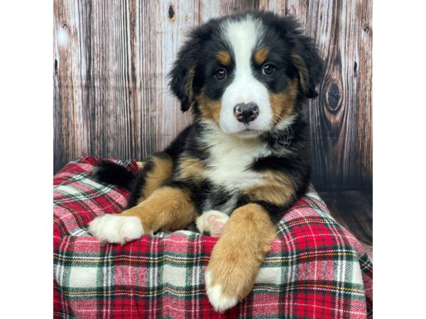 Bernese Mountain Dog DOG Female Black Tri 17372 Petland Fairfield, Ohio