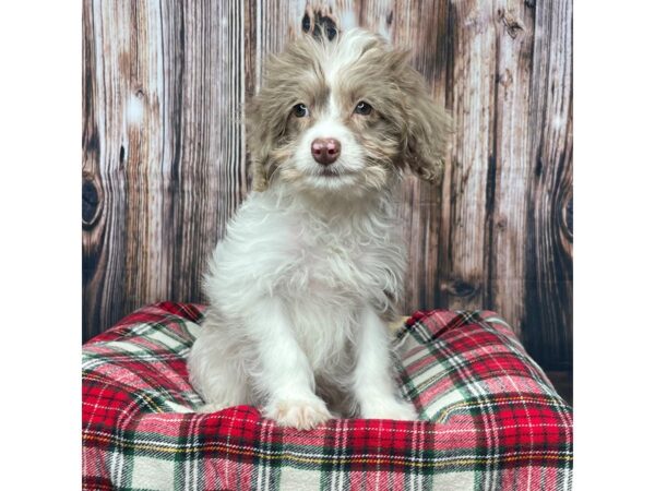 Mini Labradoodle-DOG-Female-Chocolate and white-17376-Petland Fairfield, Ohio