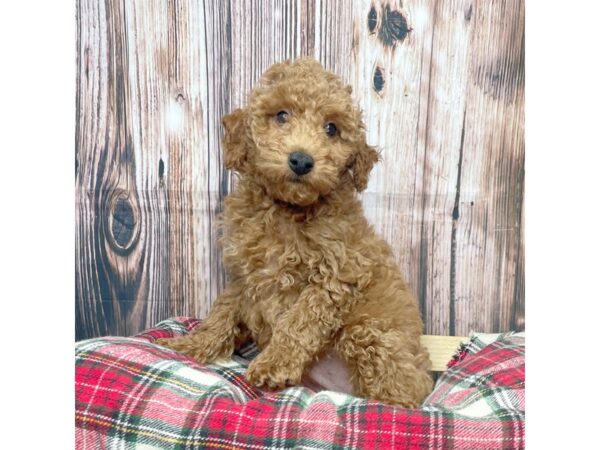 Malshipoo-DOG-Male-Red-17374-Petland Fairfield, Ohio