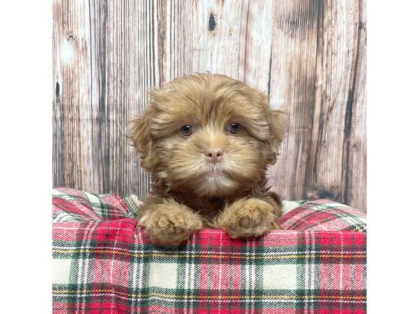 Yorkie Tzu-DOG-Male-Brown-17373-Petland Fairfield, Ohio