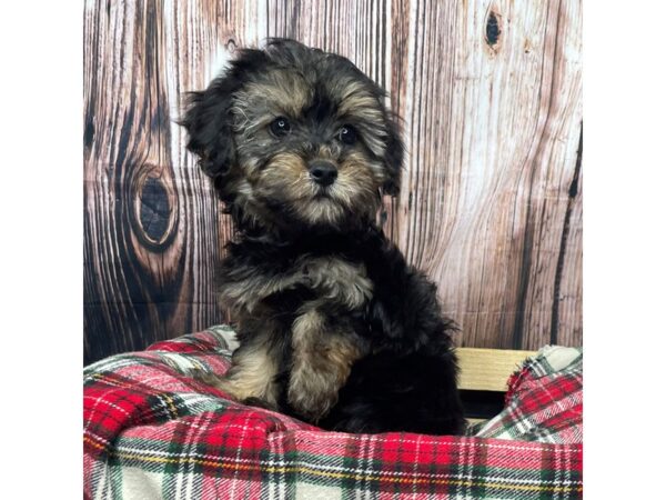 Yorkiepoo DOG Female Black / Tan 17388 Petland Fairfield, Ohio