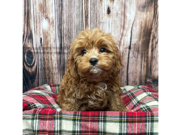 Cavapoo DOG Male Red 17386 Petland Fairfield, Ohio