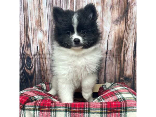 Pomeranian DOG Female Black / White 17385 Petland Fairfield, Ohio