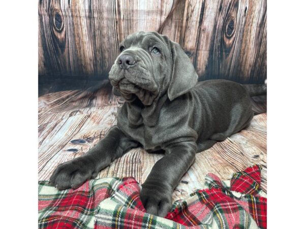 Neapolitan Mastiff-DOG-Male-Blue-17382-Petland Fairfield, Ohio