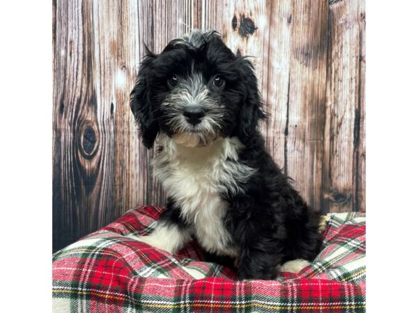 Mini Sheepadoodle-DOG-Male-Black and white-17381-Petland Fairfield, Ohio